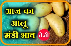 Potato Mandi Rate